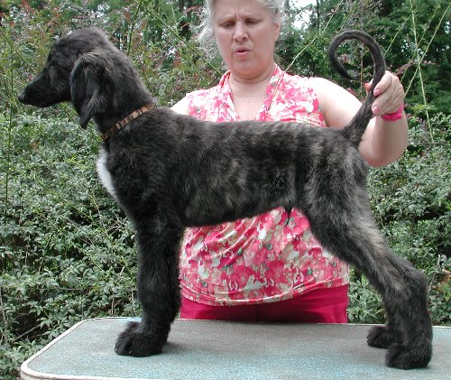 Jerry Lee 12wks.jpg - 89.17 K